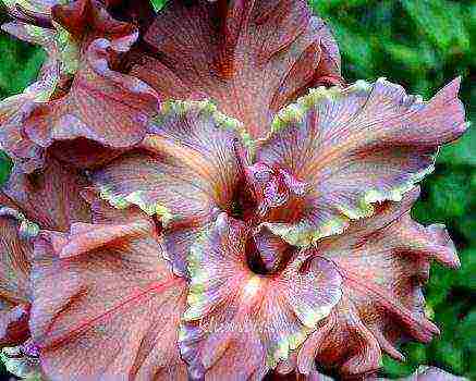 100 best varieties of gladioli