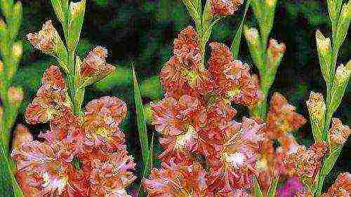 100 best varieties of gladioli