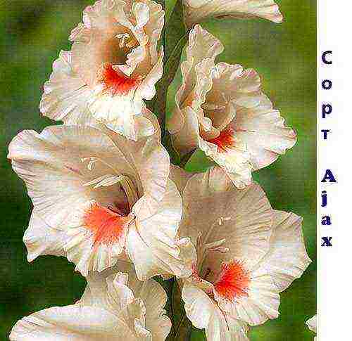 100 best varieties of gladioli