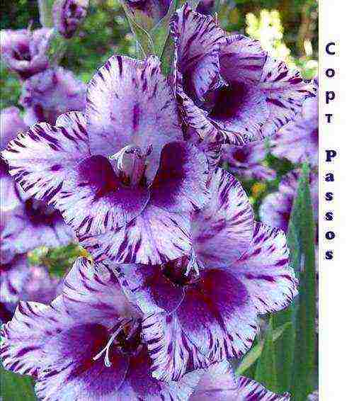 100 best varieties of gladioli