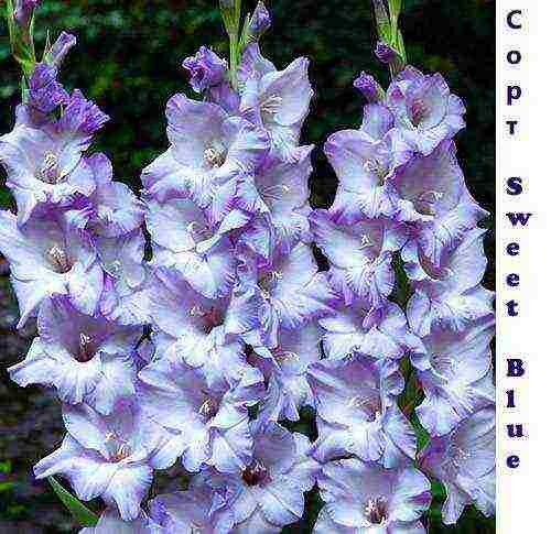 100 best varieties of gladioli