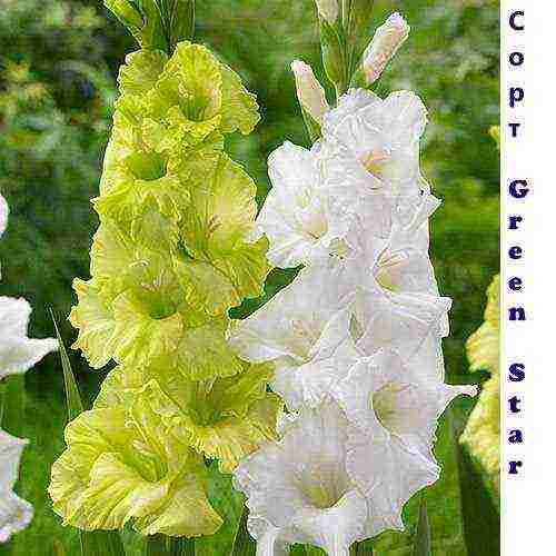 100 best varieties of gladioli