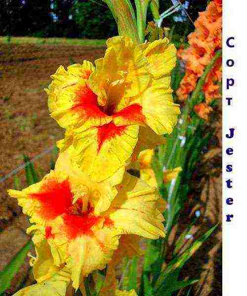 100 best varieties of gladioli