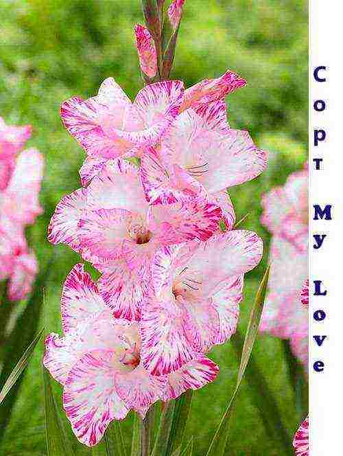 100 best varieties of gladioli