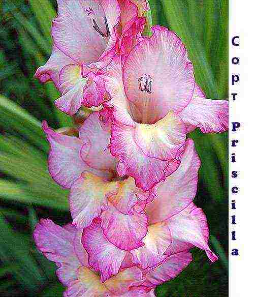 100 best varieties of gladioli