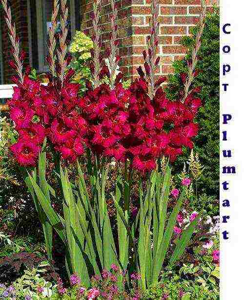 100 best varieties of gladioli
