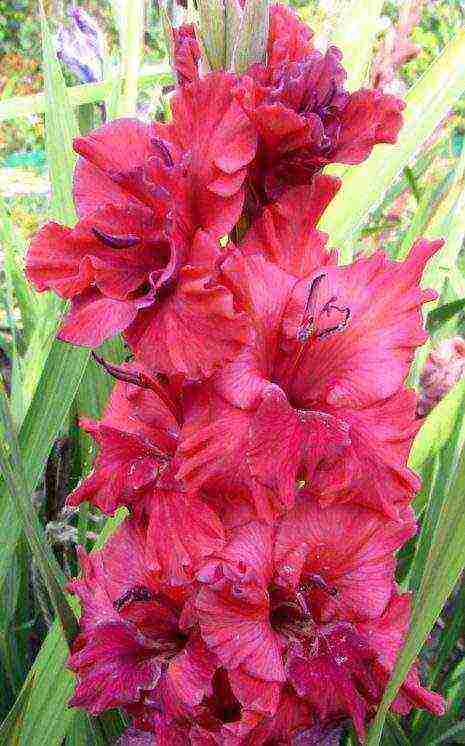 100 best varieties of gladioli