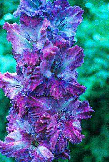 100 best varieties of gladioli