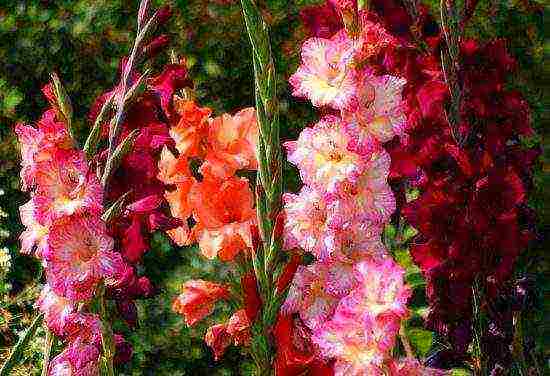 100 best varieties of gladioli