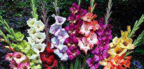 100 best varieties of gladioli