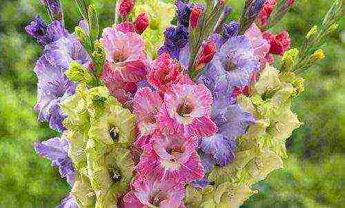 100 best varieties of gladioli