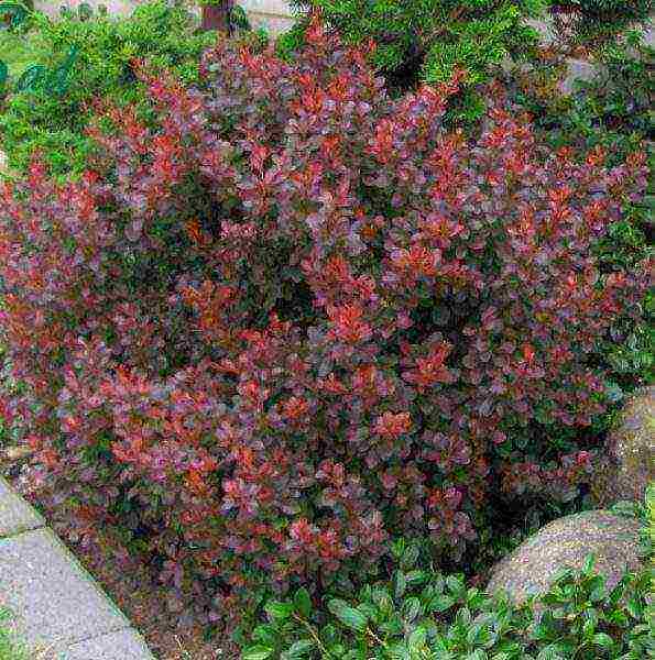 barberry tunberg atropurpurea การปลูกและดูแลในทุ่งโล่ง