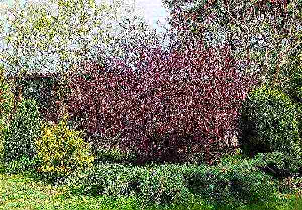 barberry tunberg atropurpurea planting and care in the open field