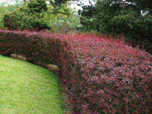 barberry tunberg atropurpurea planting and care in the open field