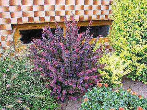 barberry tunberg atropurpurea planting and care in the open field