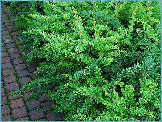 barberry tunberg atropurpurea planting and care in the open field