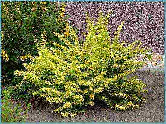 barberry tunberg atropurpurea planting and care in the open field