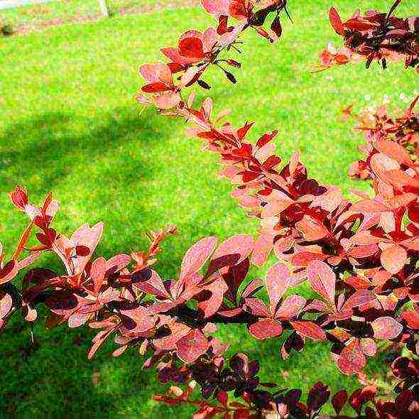 barberry tunberg atropurpurea planting and care in the open field