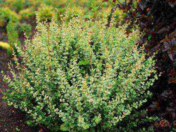 barberry tunberg atropurpurea planting and care in the open field