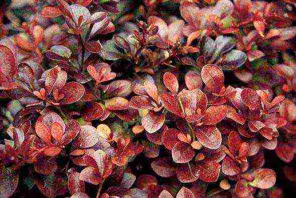 barberry tunberg atropurpurea การปลูกและดูแลในทุ่งโล่ง