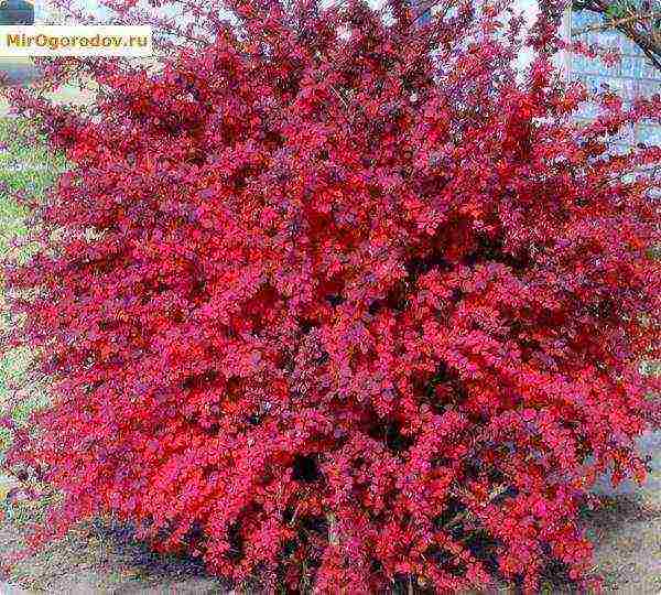 barberry tunberg atropurpurea planting and care in the open field