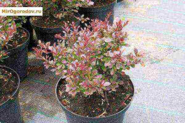 barberry tunberg atropurpurea planting and care in the open field