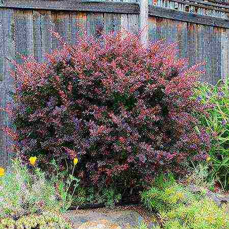 barberry tunberg atropurpurea planting and care in the open field