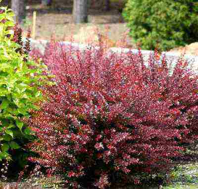 barberry tunberg atropurpurea planting and care in the open field