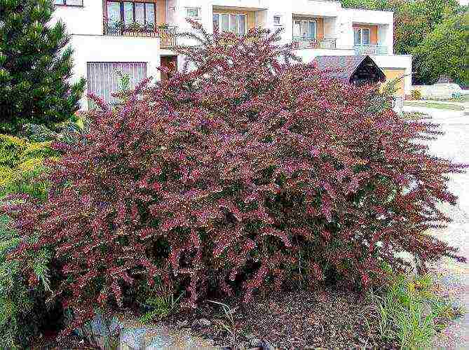 barberry tunberg atropurpurea การปลูกและดูแลในทุ่งโล่ง