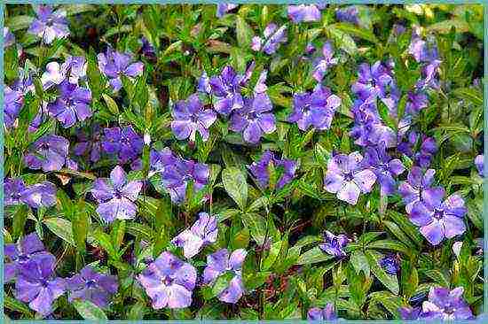 periwinkle na pagtatanim at pangangalaga sa bukas na bukid sa mga suburb