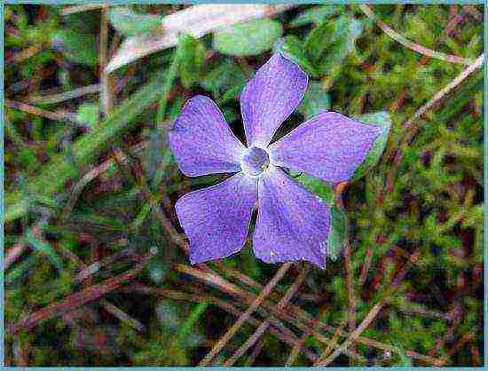 periwinkle planting and care in the open field in the suburbs