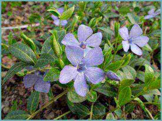 periwinkle na pagtatanim at pangangalaga sa bukas na bukid sa mga suburb