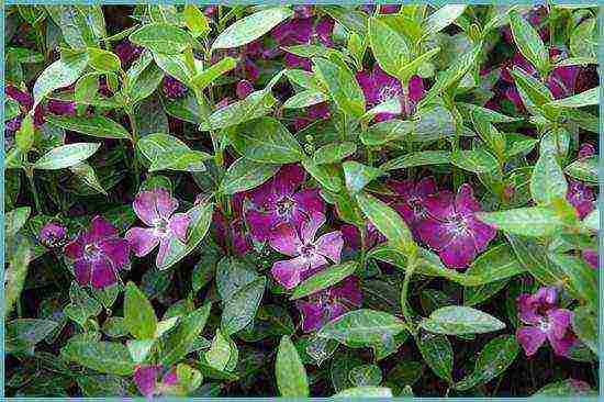 periwinkle planting and care in the open field in the suburbs