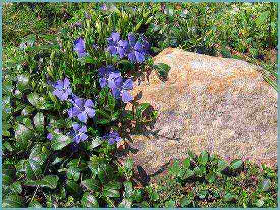 periwinkle na pagtatanim at pangangalaga sa bukas na bukid sa mga suburb