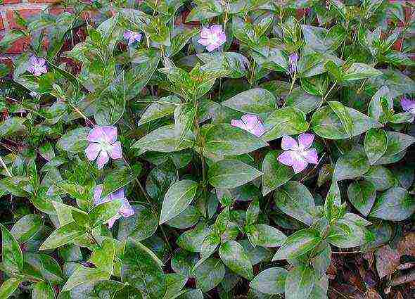 periwinkle planting and care in the open field in the suburbs