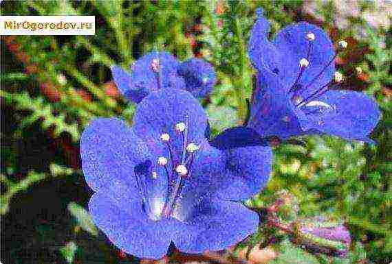 what is phacelia, what is it grown for and what does it look like