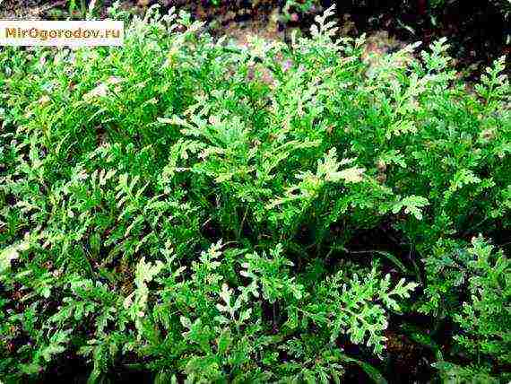 what is phacelia for what it is grown and what it looks like