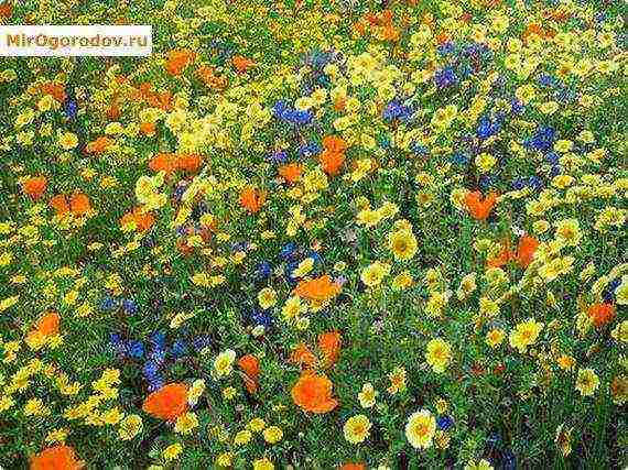 ano ang phacelia, para saan ito at ano ang hitsura nito