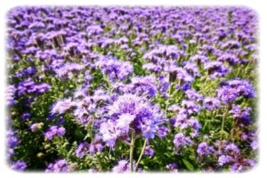 what is phacelia, what is it grown for and what does it look like