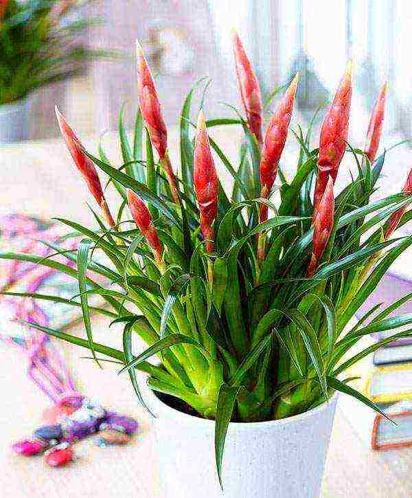زهور vriezia تنمو في المنزل في أي تربة تنمو