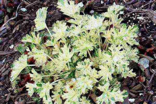 geyhera planting and care in the open field in the urals