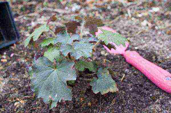 geyhera planting and care in the open field in the urals