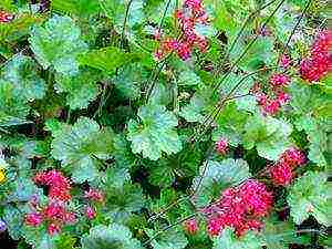 geyhera planting and care in the open field in the urals