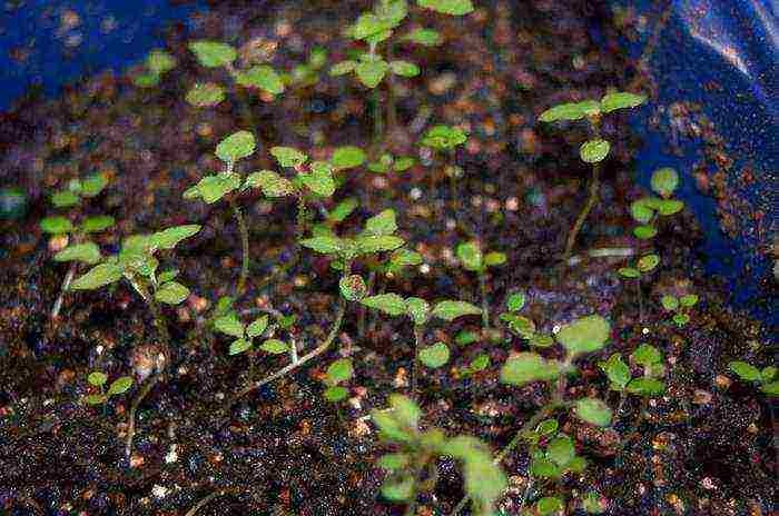 geyhera planting and care in the open field in the urals