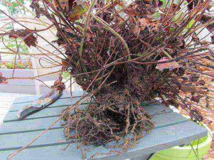 geyhera planting and care in the open field in the urals