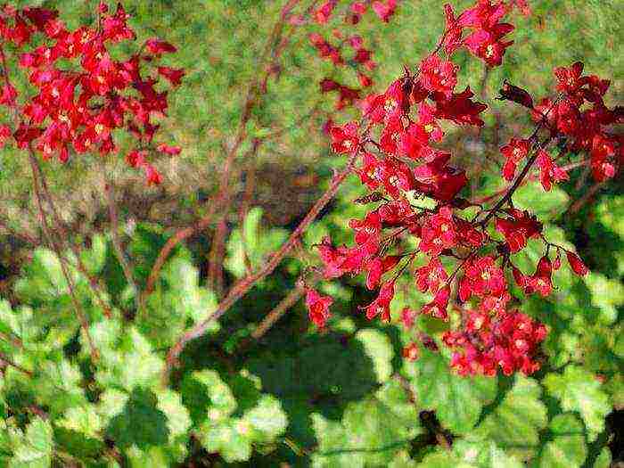 geyhera planting and care in the open field in the urals