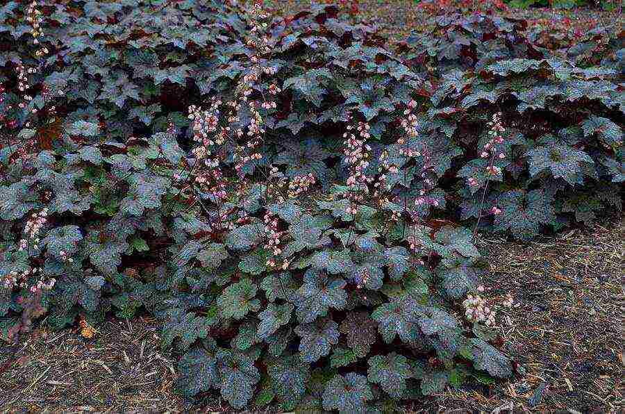 geyhera planting and care in the open field in the urals