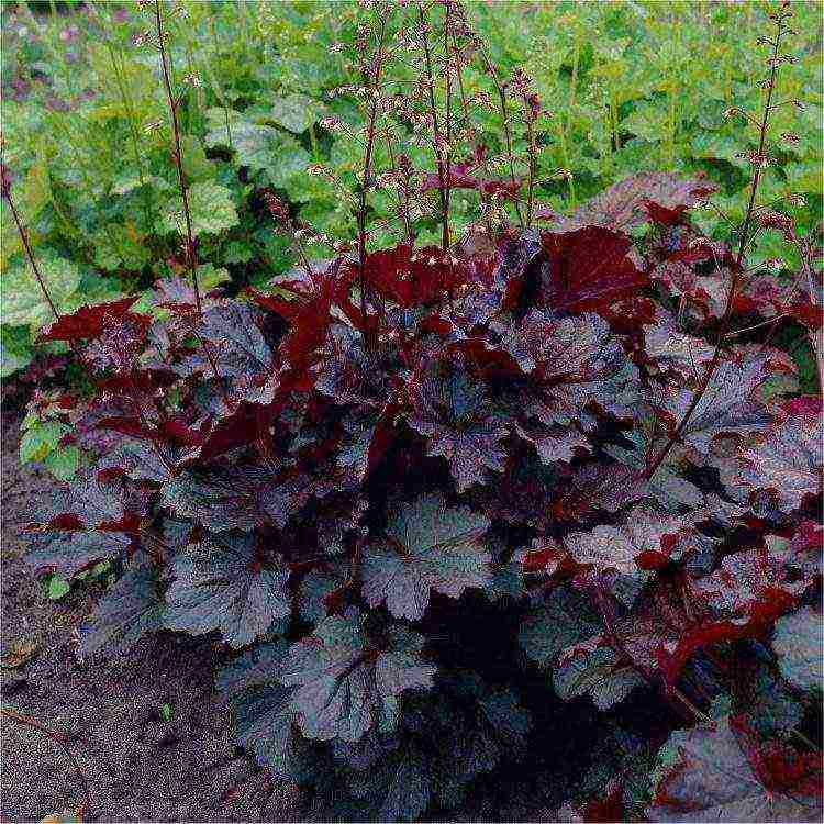 geyhera planting and care in the open field in the urals