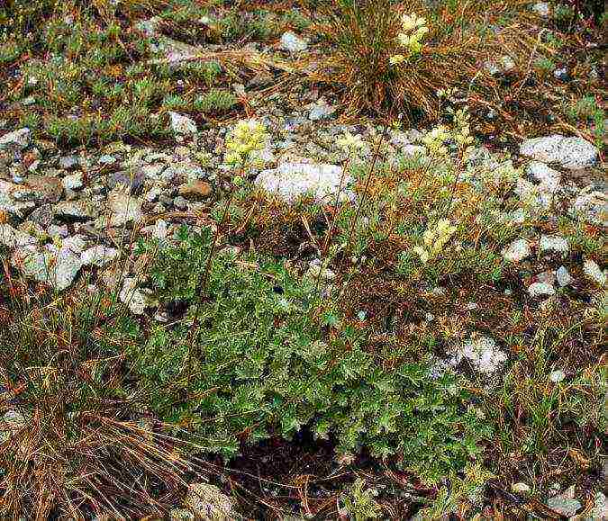 geyhera planting and care in the open field in the urals