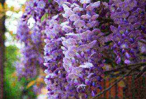 ang pagtatanim at pag-aalaga ng wisteria sa bukas na bukid sa Ukraine